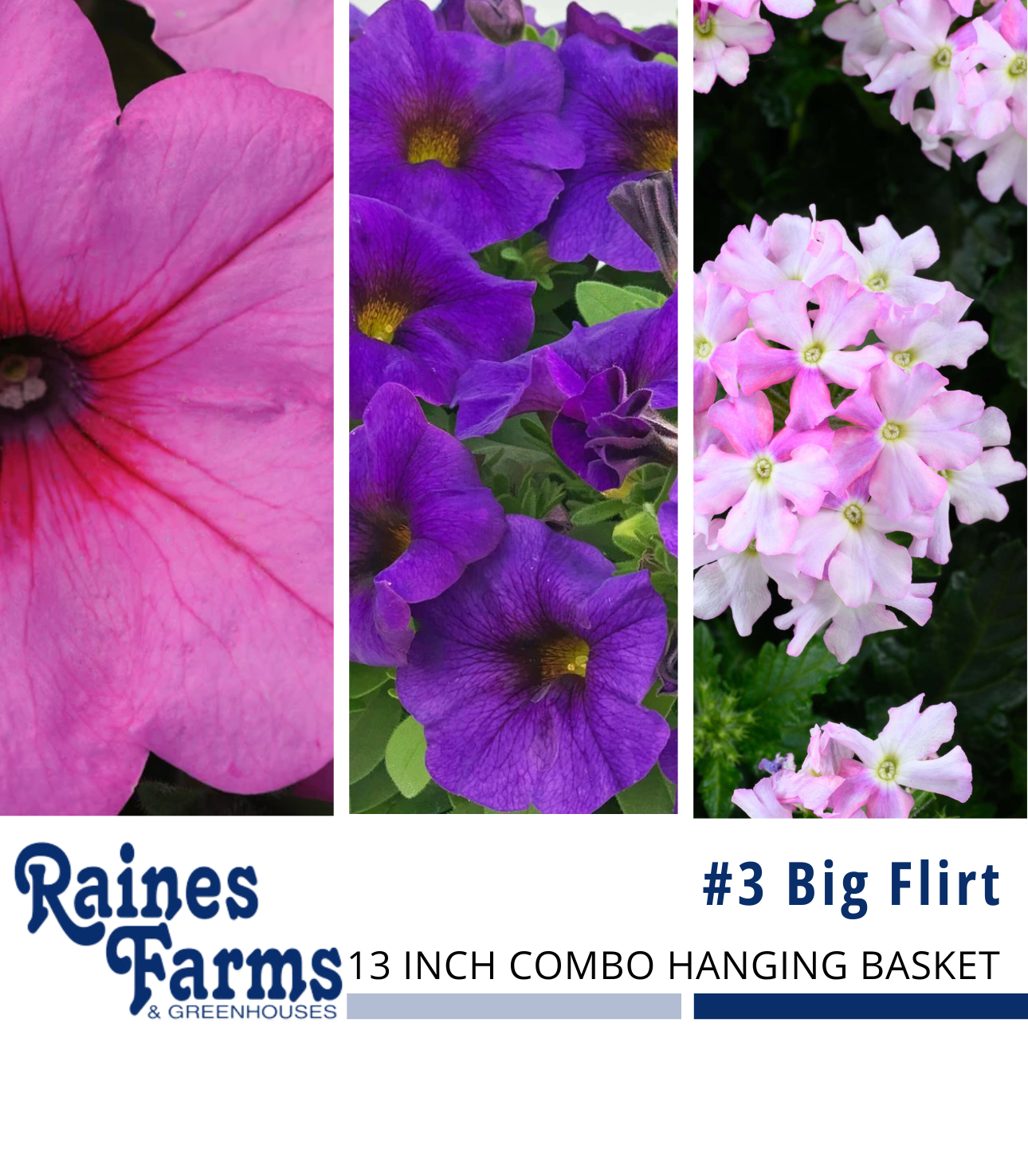 #3: Big Flirt 13 Inch Combo Hanging Basket
